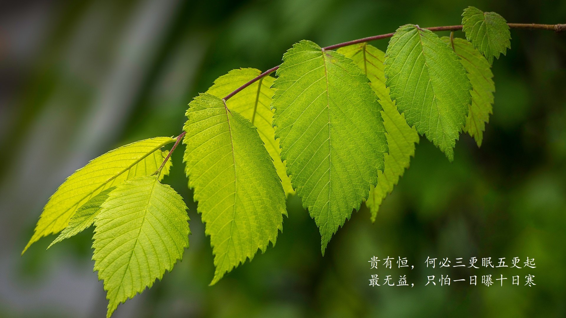 韩国智能手机市场份额持续上升，韩国手机行业的发展