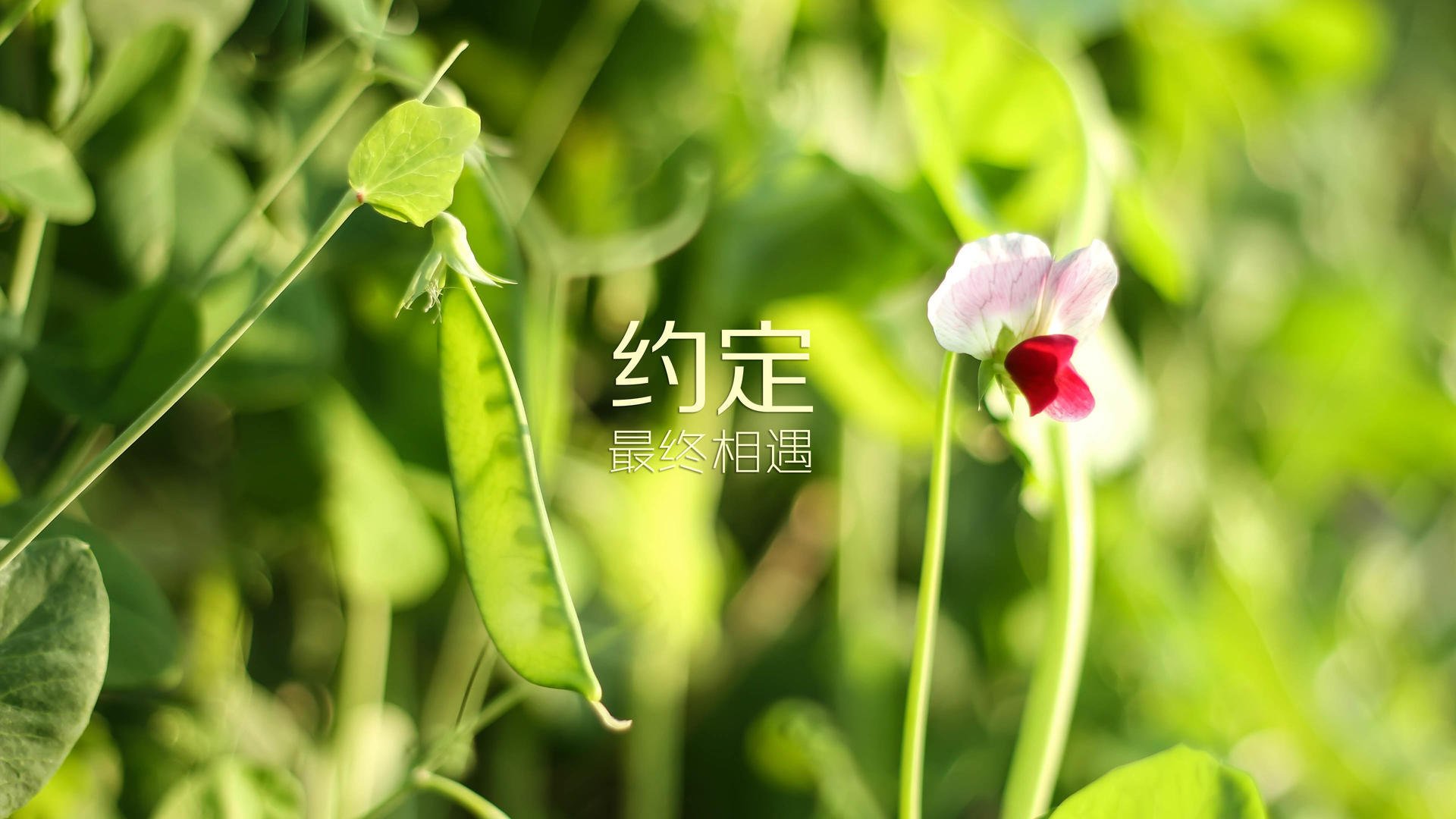 国际乒联混合团体世界杯：新加坡队的技术与战术亮点，乒乓 新加坡