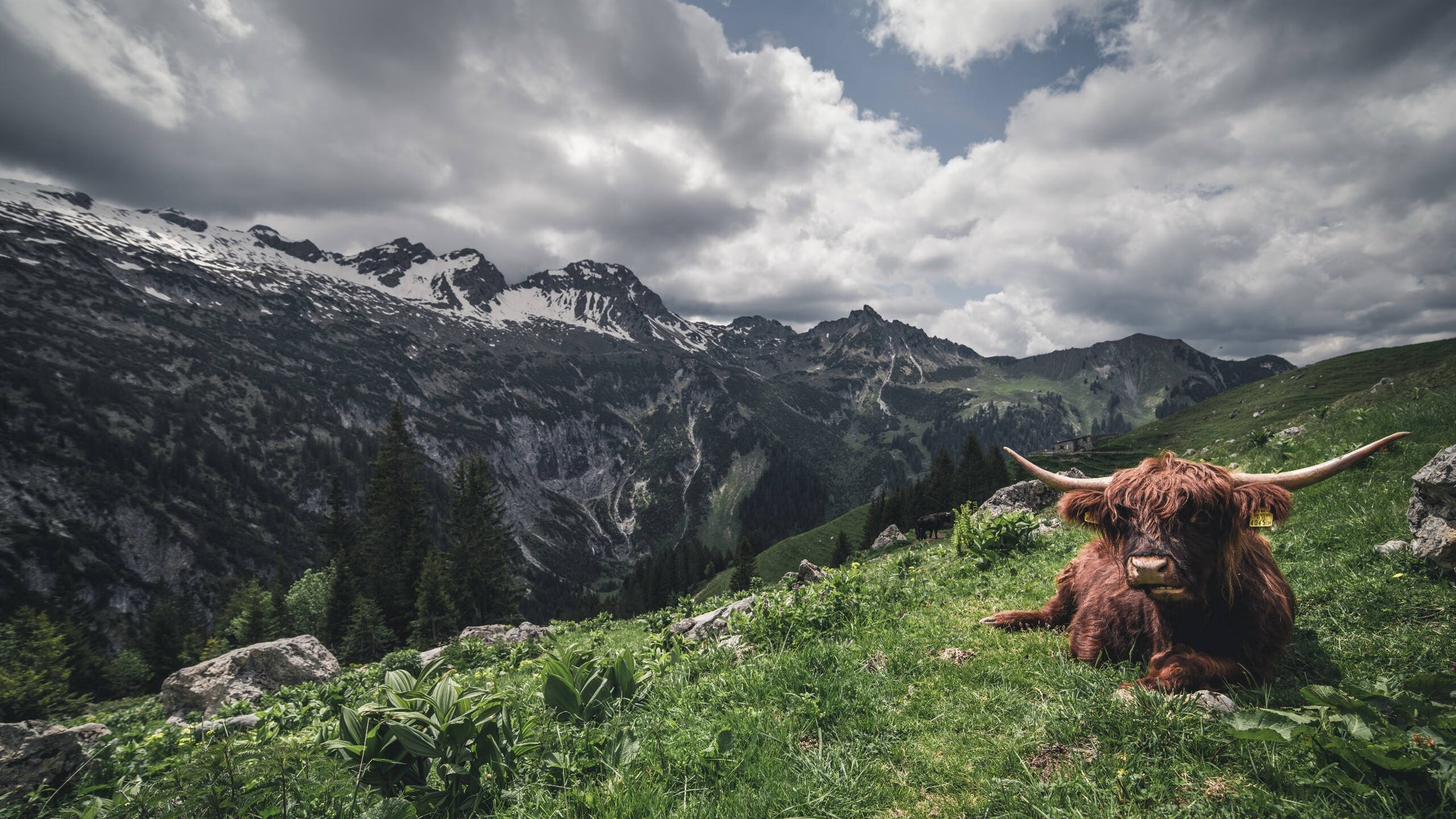 贾瓦迪奋力冲刺 800自决赛尽显韧性,ht贾瓦人